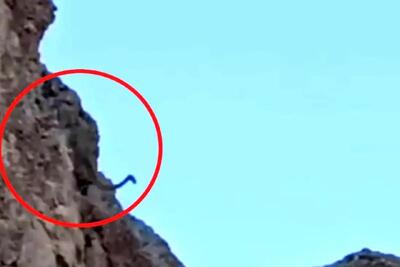زندگی پلنگ‌ها در زیستگاه‌های طبیعی دماوند/ حضور پلنگ در فاصله چند متری محیط بان + فیلم