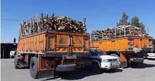 کشف 4 اصله گرده بینه جنگلی در اردبیل
