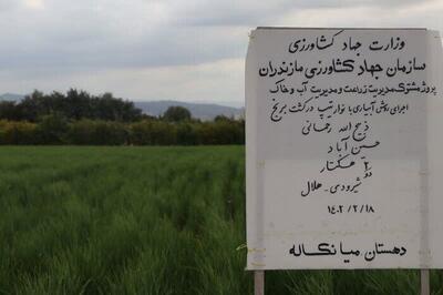 خُشکه‌کاری برنج، طرحی برای سازگاری با کم‌آبی در شرق مازندران