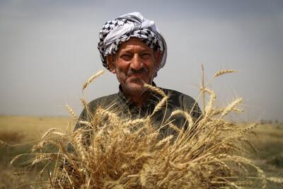 بیش از ۷۰۰ تن گندم از کشاورزان کاشان  خرید تضمینی شد