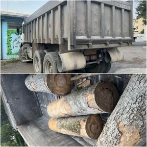 کشف ۴ اصله گرده بینه جنگلی در اردبیل