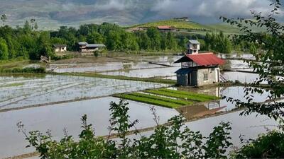وضعیت مطلوب آبی در شالیزارهای مازندران
