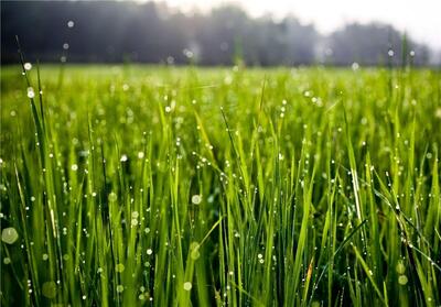 صحنه ای نادر از لبخند زدن چمن زیر باران+ عکس