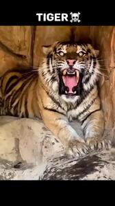 فیلم صدای گربه‌سان ها