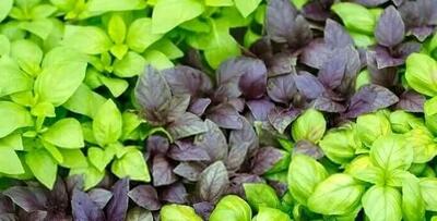 این سبزی در سبزی خوردن ضد دیابت، ضد درد، ضد فشار خون و ضد گاز معده است