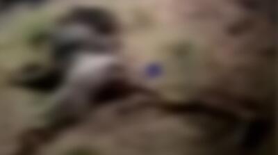 تصاویر تازه از پیکر الهه حسین زاده؛ چه بر سر جسد آمده؟