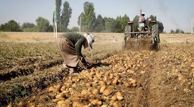 دست‌های خالی سیب‌زمینی کاران و جیب‌های انباشته دلال؛ اقتصاد گلستان نیازمند جراحی است