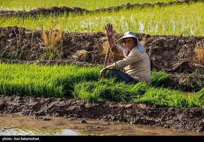 برنج‌کاری در گیلان؛ سنتی که به فناوری نیاز دارد - تسنیم