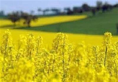 آغاز خرید تضمینی کلزا و گندم توسط تعاونی روستایی قزوین - تسنیم