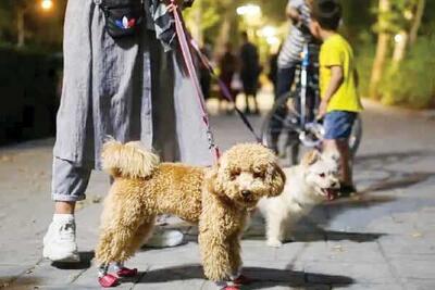 پیگیری یک طرح قدیمی و شکست‌خورده در مجلس