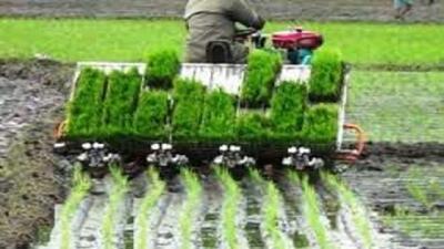 نشاکاری در بیش از ۱۰ هزار هکتار از شالیزار‌های جویبار