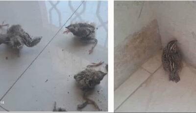 اتباع غیرقانونی با پرنده شکاری نادر در سمیرم دستگیر شدند
