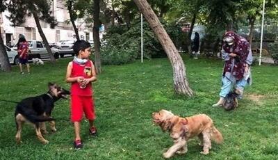 سگ‌های ولگرد، تهدیدی برای آرامش آبادان