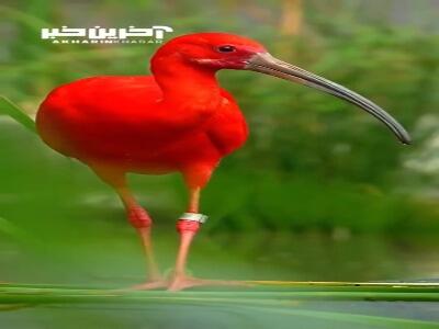تصاویری شگفت‌انگیز از «لک‌لک قرمز» که یکی از سرخ‌ترین پرندگان جهان است