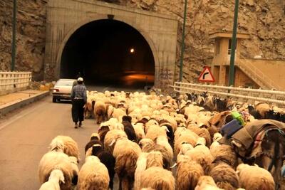 انسداد جاده کندوان برای عبور احشام!