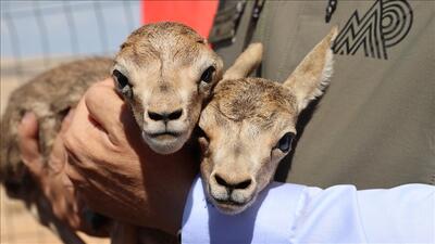 افزایش چشمگیر جمعیت آهوهای بومی در شانلی‌اورفا