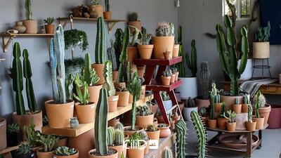 ۶ کاکتوس خاص با گل‌های شگفت‌انگیز(+عکس)