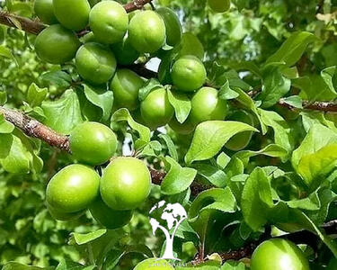 آذربایجان شرقی با تولید ۳۳ هزار تن قطب تولید گوجه سبز ایران است