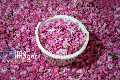 برپایی جشنواره گلاب‌گیری در برج میلاد تهران