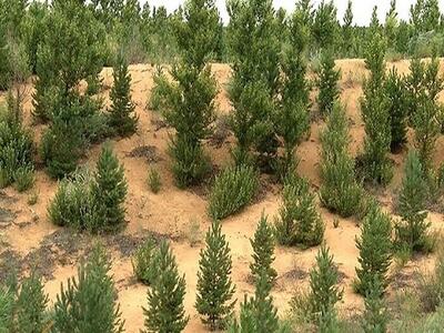 ایجاد ۱۲۰ هزار هکتار جنگل دست کاشت در ابوزیدآباد آران و بیدگل