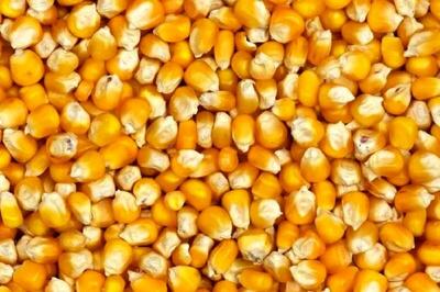 خواص شگفت‌انگیز ذرت برای سلامتی
