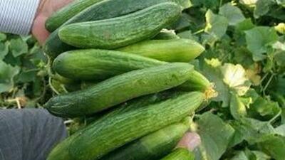 پیش بینی برداشت ۲۰۰ هزار تن خیار از اراضی کشاورزی
