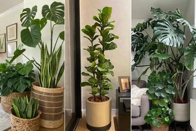 راهکارهای اثبات شده در چین باستان برای رشد دو برابری گیاهان آپارتمانی با کمک تخم مرغ