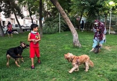 سگ‌های ولگرد، تهدیدی برای آرامش آبادان - تسنیم