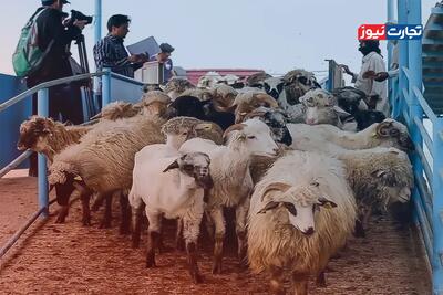 قیمت دام زنده امروز 18 خرداد ۱۴۰۴/ خراسان رضوی رکورددار بالاترین قیمت گوسفند و گوساله شد + جدول