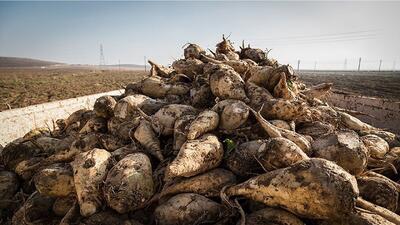 آغاز برداشت و خرید تضمینی چغندرقند پاییزه در گیلانغرب