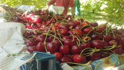 آغاز برداشت گیلاس از باغات ساوجبلاغ