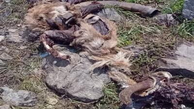 مشاهده بقایای تجزیه‌ شده ۶ رأس کل وحشی در منطقه البرز مرکزی شمالی