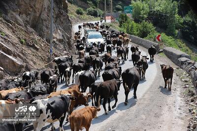 کوچ احشام به مراتع ییلاقی