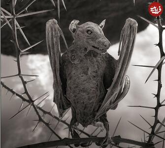 گوناگون/ دریاچه‌ای به رنگ خون که حیوانات را به «سنگ» تبدیل می‌کند