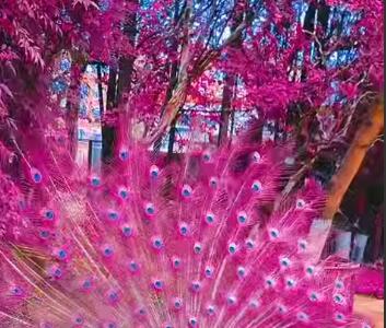 رونمایی طاووس از پرهای زیبا و براقش