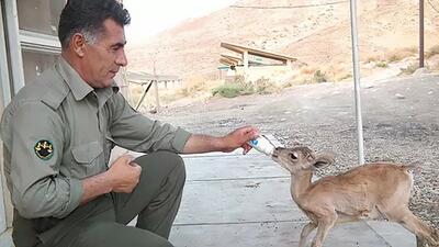 رستگار: محیط‌بان باید برای خودش و خدای خودش زندگی کند