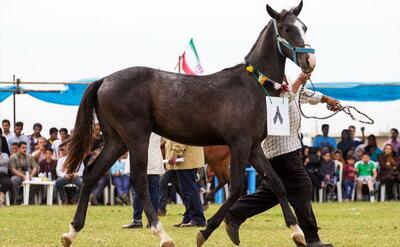 برگزاری پنجمین جشنواره اسب اصیل ترکمن