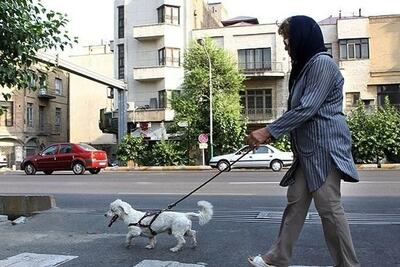 سگ‌گردانی در این استان هم ممنوع شد