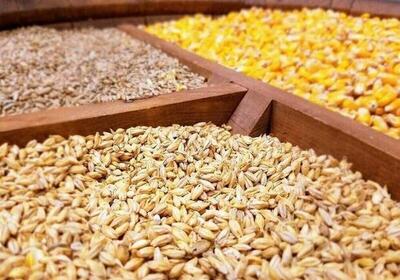سهمیه دو ماهه ذرت و کنجاله سویای واحدهای پرورش طیور ابلاغ شد