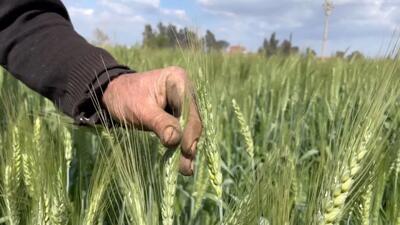 ضربه اطلاعات سپاه به مافیای گندم