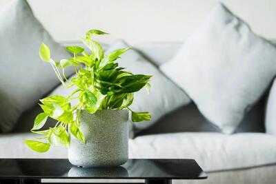 روش نگهداری و قلمه زدن پتوس در آپارتمان؛ چه فصلی برای قلمه زدن مناسب است؟