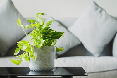 روش نگهداری و قلمه زدن پتوس در آپارتمان ؛ چه فصلی برای قلمه زدن پتوس مناسب است؟