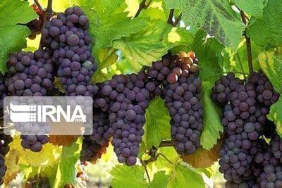 آغاز برداشت یاقوت سرخ از تاکستان‌های قصرشیرین