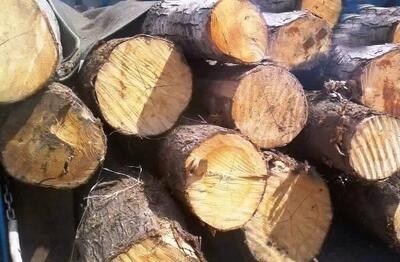کشف ۷۰ میلیارد چوب و ذغال بلوط قاچاق در اصفهان