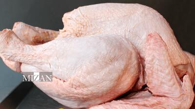 قیمت انواع گوشت بوقلمون بسته‌بندی و قطعه‌بندی اعلام شد