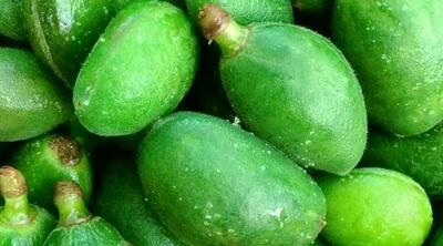 خواص شگفت‌انگیز چغاله بادام برای تقویت لثه + فیلم - سبک ایده آل