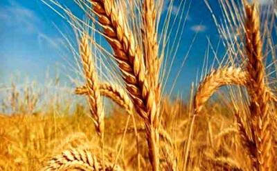 تحویل بیش از ۷ هزار تن گندم سرخس به سیلو‌های خراسان رضوی