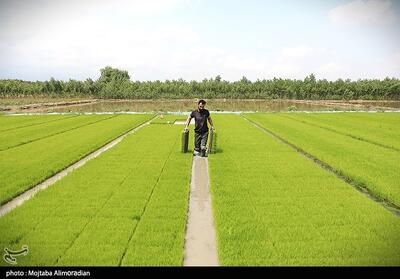 اجرای میدانی تفاهم‌نامه ستاد اجرایی و جهاد کشاورزی- عکس استانها تسنیم | Tasnim