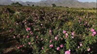 صدور رسم گلاب‌گیری از کاشان به کمیجان