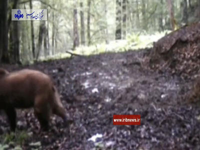 ثبت تصاویر ۲ خرس قهوه‌ای در جنگل‌های لنگرود